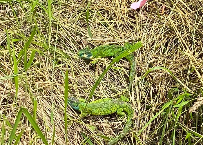 Katy'S Barn Villa Saint-Aulaye-Puymangou foto