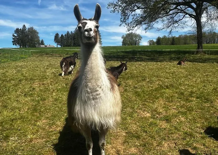 fotos do La Ferme Des Lamas Dordogne Saint-Cyr-Les-Champagnes