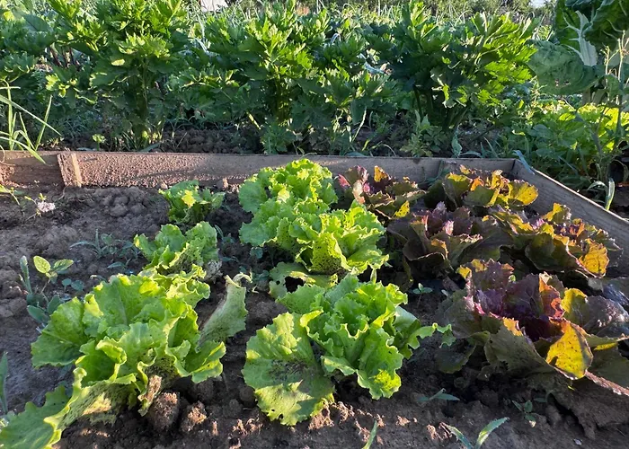 Plaisance  House Perigourdine Ex Former Diligence Relay תמונה