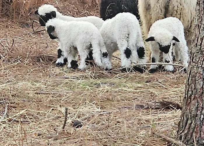 Les Chouchous Du Garthieu Panzió Hourtin képek